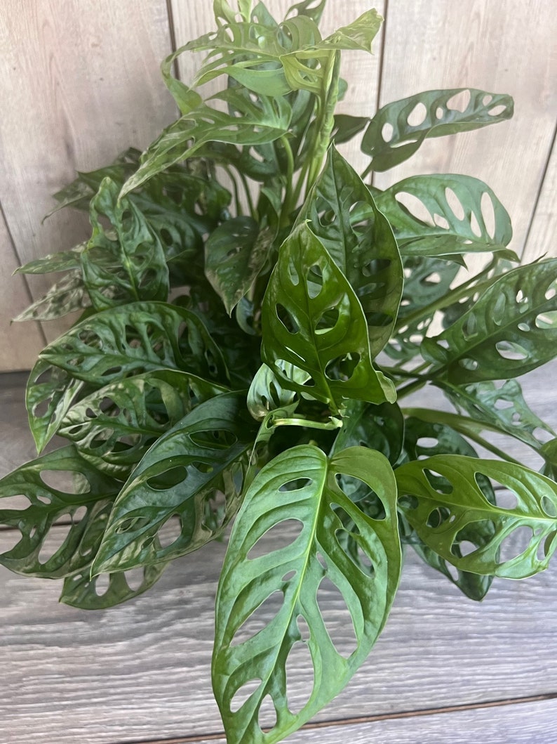 Monstera Adansonii Plant in 6" Pot, Swiss Cheese Vine, Indoor Tropical Houseplant, Live Greenery, Monstera adansonii