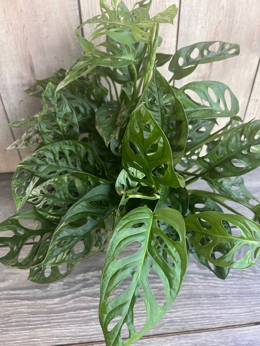 Monstera Adansonii Plant in 6" Pot, Swiss Cheese Vine, Indoor Tropical Houseplant, Live Greenery, Monstera adansonii