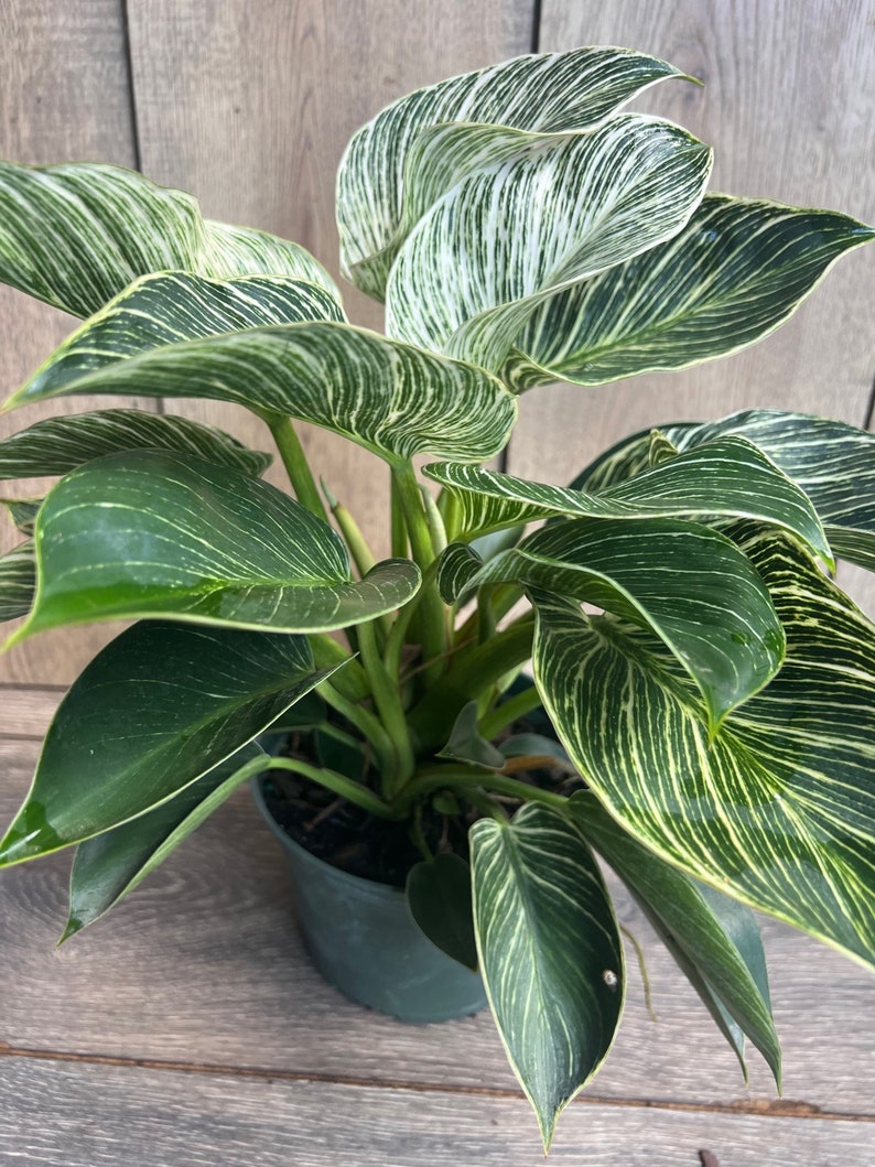 Philodendron Birkin Live Plant in 6" Pot, Variegated Houseplant, Indoor Plant, Philodendron ‘Birkin’