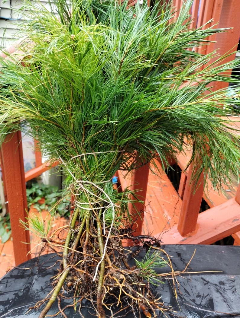200 Bare Root White Pine Seedlings - Fast-Growing Evergreen - Pinus strobus - Ideal for Reforestation and Landscaping