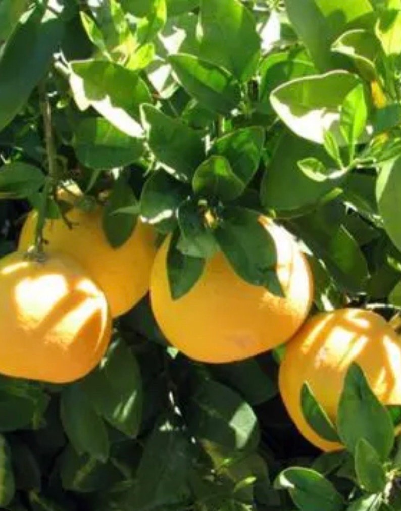 Ray Ruby Grapefruit Tree in 1/2 Gal Pot, Grafted Citrus, Sweet-Tart Fruit, Citrus × paradisi, Florida Shipping