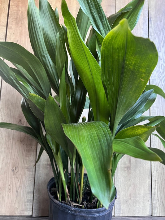 Large Cast Iron Plant in 10" Pot | Aspidistra elatior | Low Light Tolerant Indoor Outdoor Houseplant
