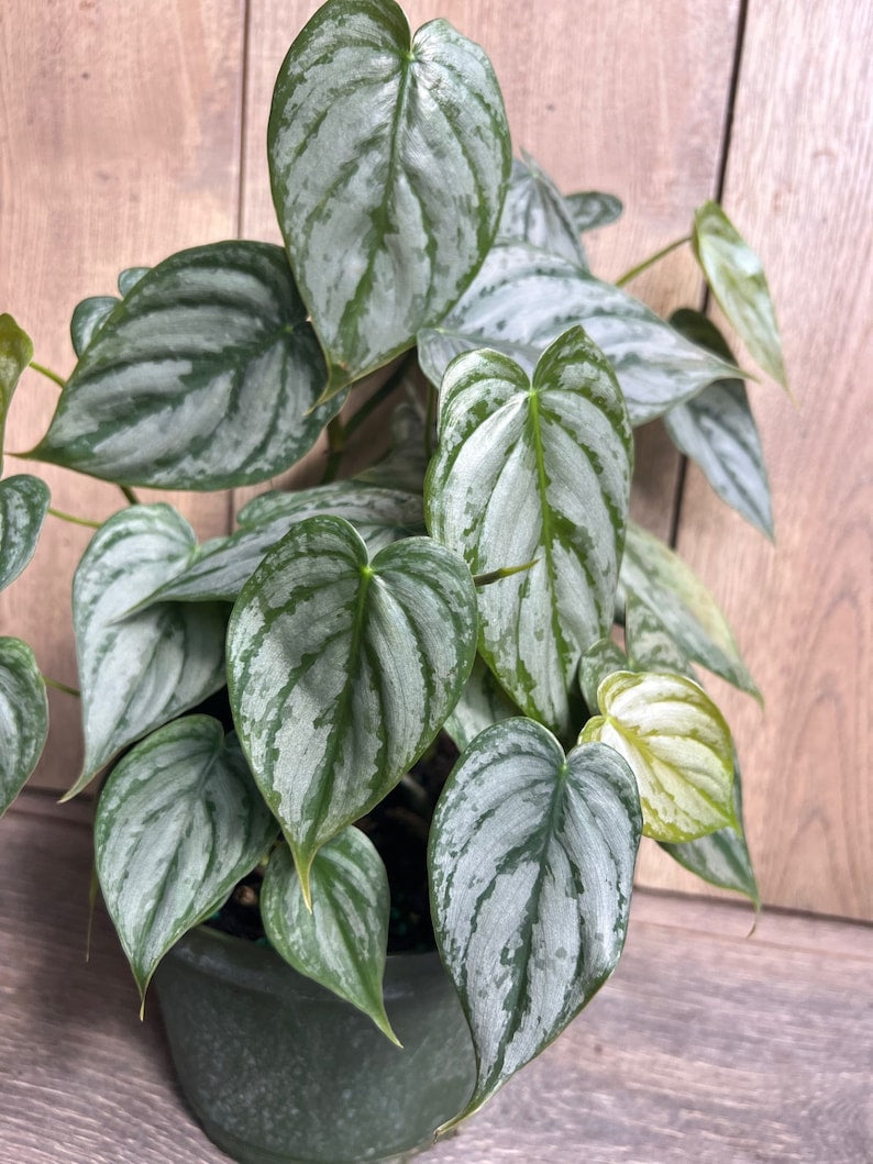 Philodendron Brandi Plant in 6" Pot | Rare Philodendron Brandtianum with Heart-Shaped Dark Green Leaves & Silver Splashes
