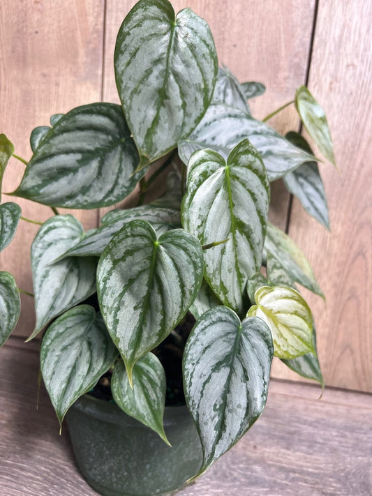 Philodendron Brandi Plant in 6" Pot | Rare Philodendron Brandtianum with Heart-Shaped Dark Green Leaves & Silver Splashes