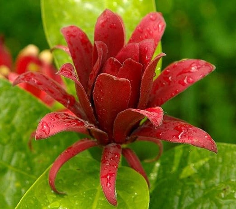 Carolina Allspice Plant 4" Container - Maroon Flowers, Fragrant Shrub, Calycanthus florida, Hardy Zones 4-10