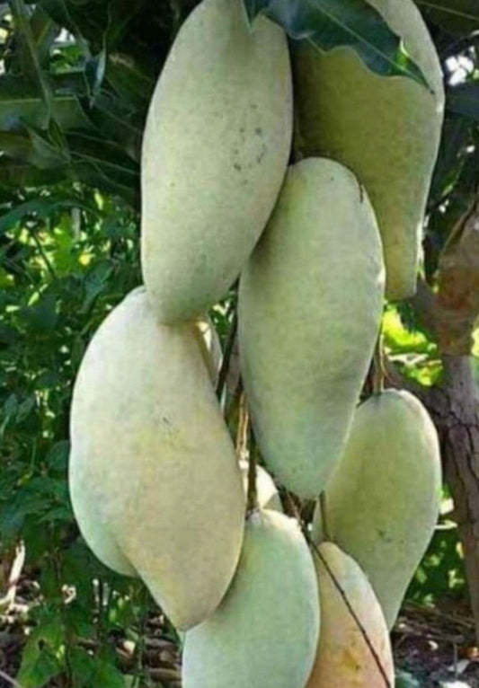 Nam Doc Mai Thai Mango Tree - Grafted 3-Gallon Pot - Sweet Fiberless Fruit - Mangifera indica