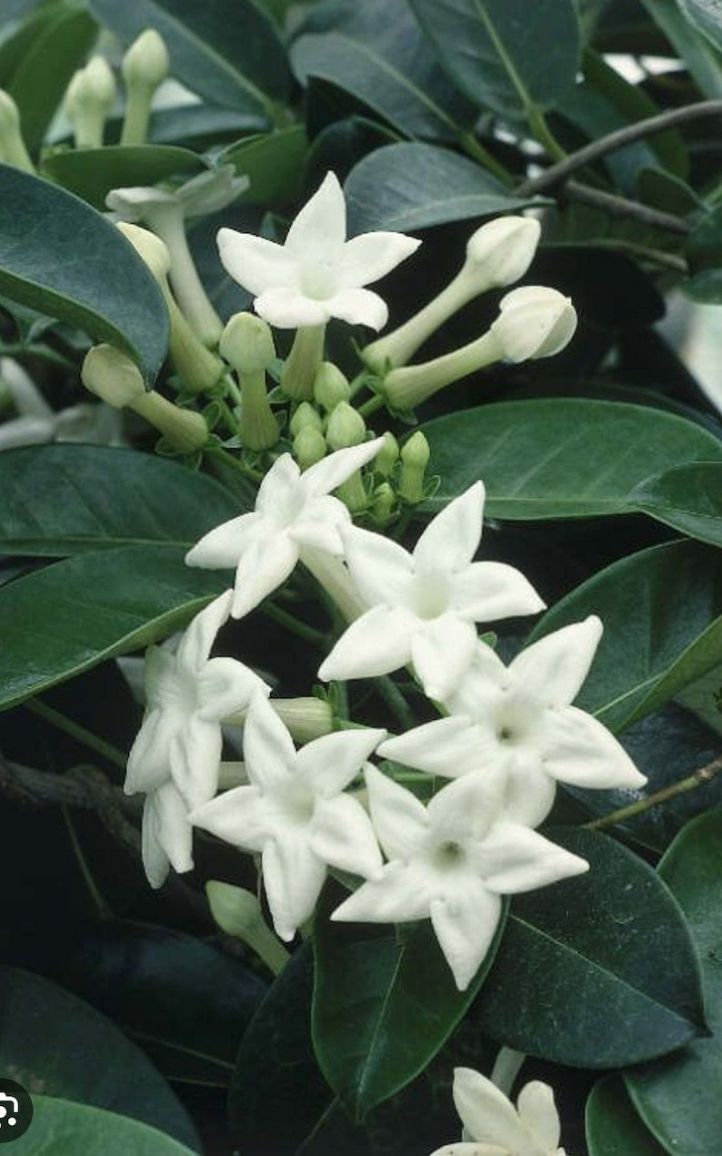 Stephanotis Floribunda Plant 6" Pot | Madagascar Jasmine | Fragrant Bridal Bouquet Vine for Weddings & Indoor Gardens