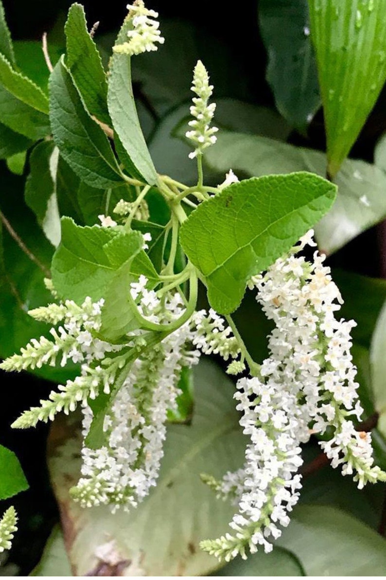 Sweet Almond Bush 4" Pot Aloysia virgata Fragrant White Flowers Attracts Butterflies Bees Tropical Shrub Plant