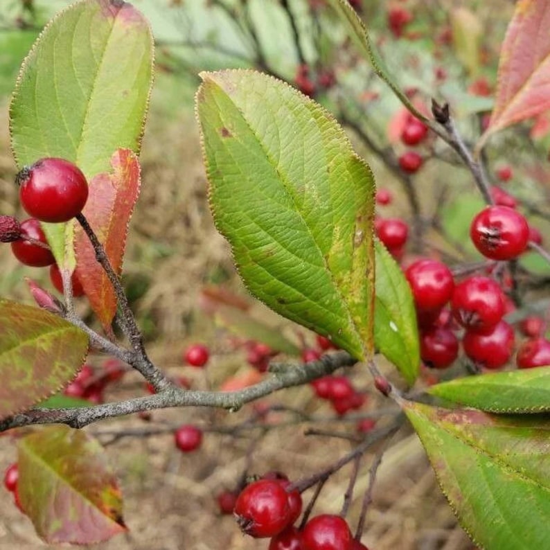 Red Chokeberry Live Plant 4" Pot - Aronia arbutifolia - Native North American Shrub for Sun to Shade Gardening