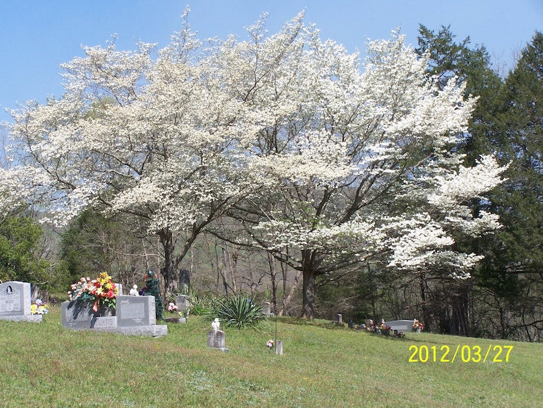 White Dogwood Tree 4" Container - Cornus Florida - Beautiful White Flowers - Ideal for Zones 5-9 - Easy to Plant