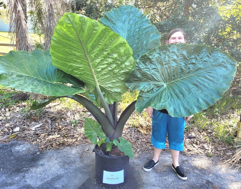 Alocasia 'Dark Star' Elephant Ear Plant – 10" Indoor Tropical Foliage, Cold Tolerant, Large Leaves, Unique Hybrid, Perfect for Home Decor