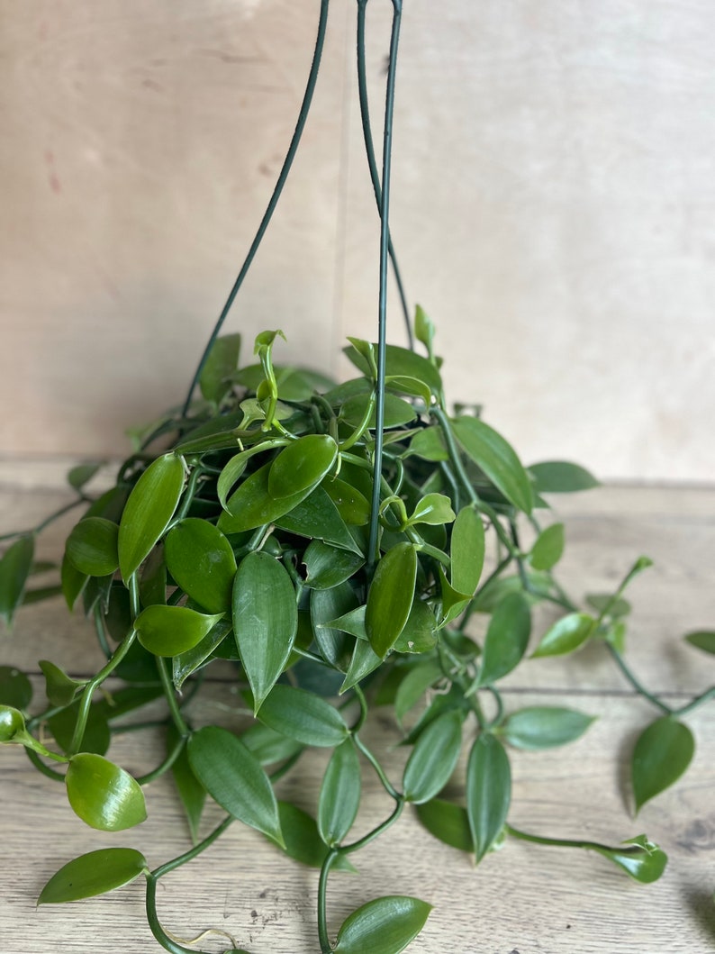 Vanilla Bean Orchid Plant 8" Pot Vanilla planifolia Edible Indoor Vining Houseplant Tropical Greenery