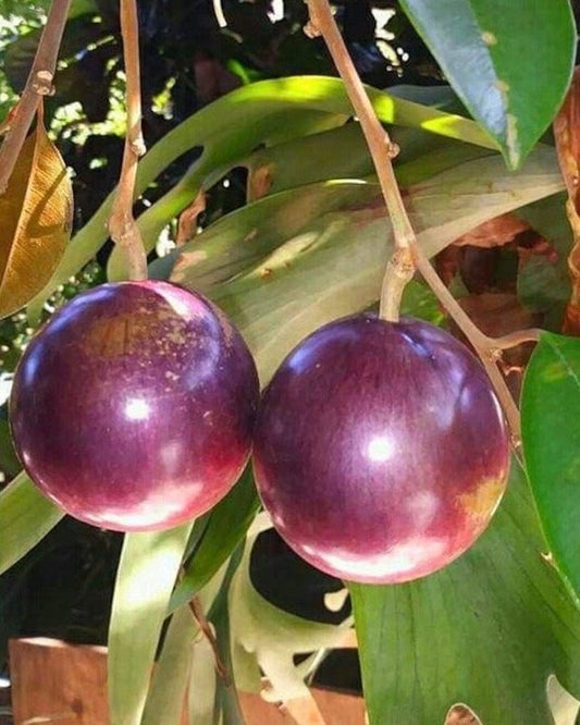 Grafted Caimito Purple Star Apple Tree in 3-Gallon Pot | Tropical Fruit Tree Chrysophyllum cainito