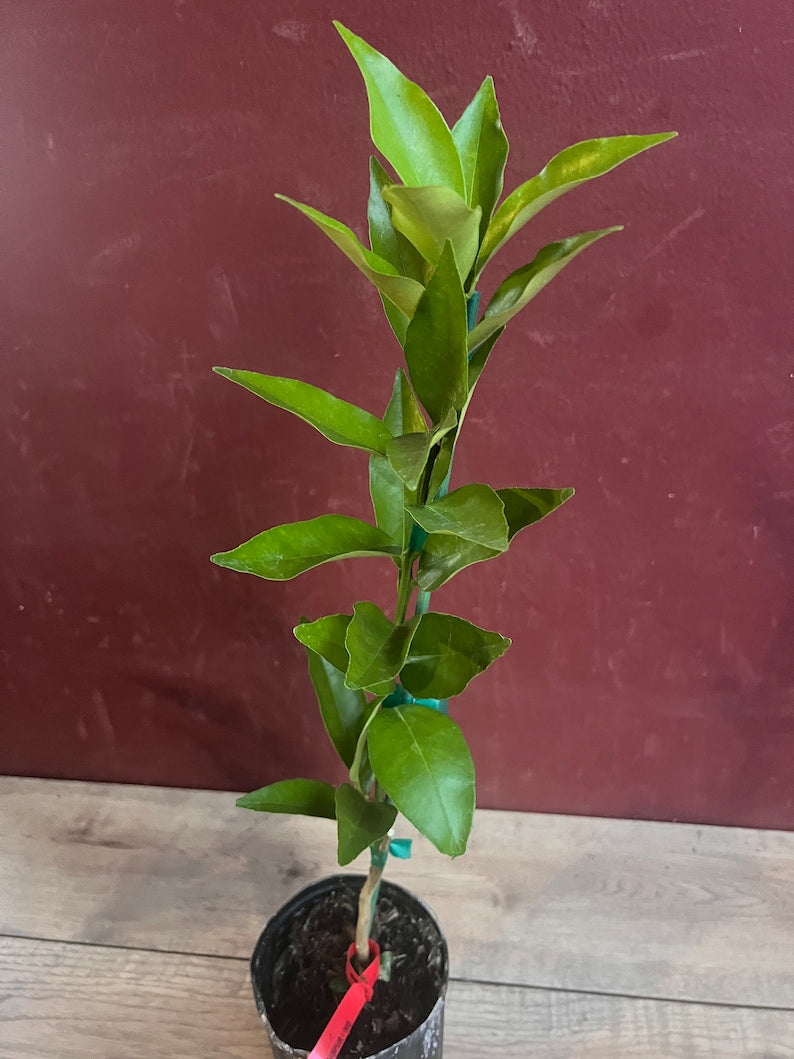 Red Lime Tree in 1/2 Gallon Pot | Grafted Citrus aurantiifolia with Burgundy Fruits | Tropical Citrus for Gardens
