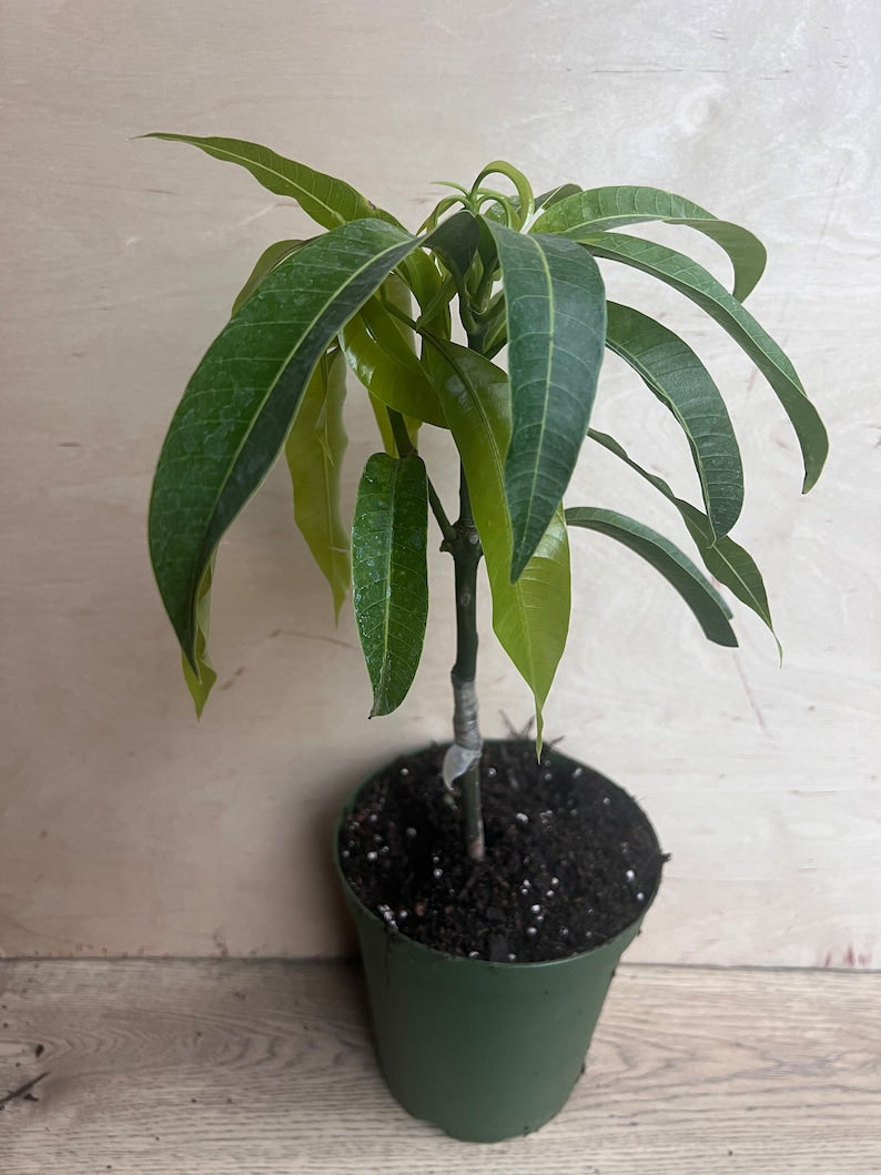 Manila Mango Tree in 10" Pot, Grafted Ataulfo Mango, Sweet Flavor, Tropical Fruit (Mangifera indica)