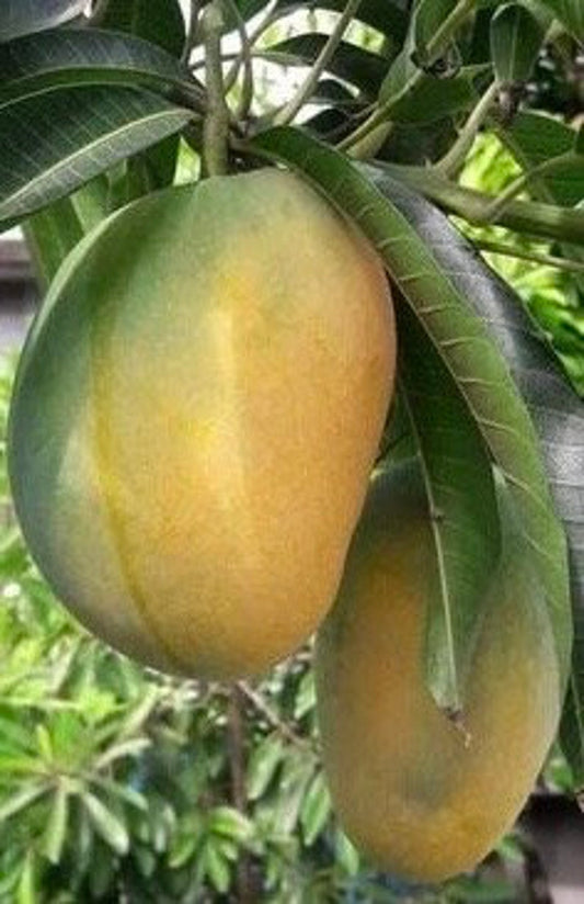 Manila Mango Tree in 10" Pot Grafted Ataulfo Mango Tropical Fruit Tree Mangifera indica