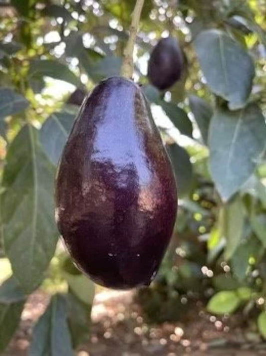 Mexicola Grande Avocado Tree Grafted 3-Gallon Pot | Cold Hardy Persea americana | Edible Leaves & Small Fruit