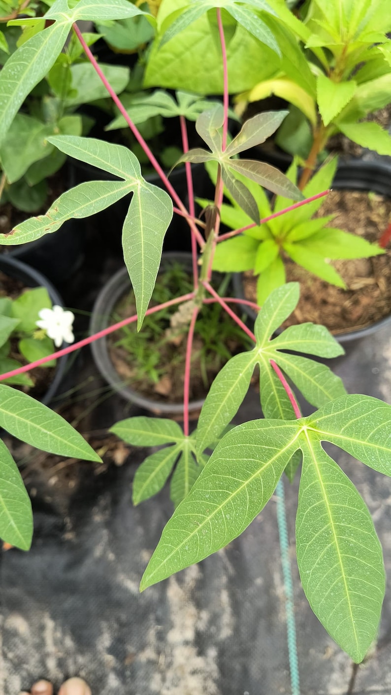Cassava Cuttings 5-Pack | Well-Rooted Yuca | Manihot esculenta | 5-8 Inch for Home Gardening and Tropical Planting