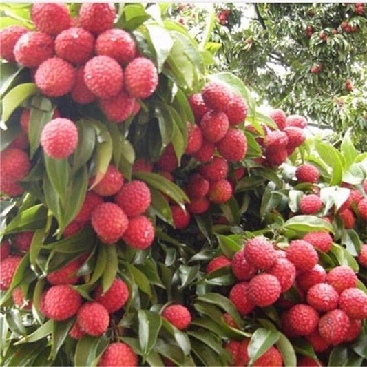 Mauritius Lychee Tree in 6" Pot - Litchi chinensis, Early-Producing Tropical Fruit, Air-Layered, Drought-Tolerant