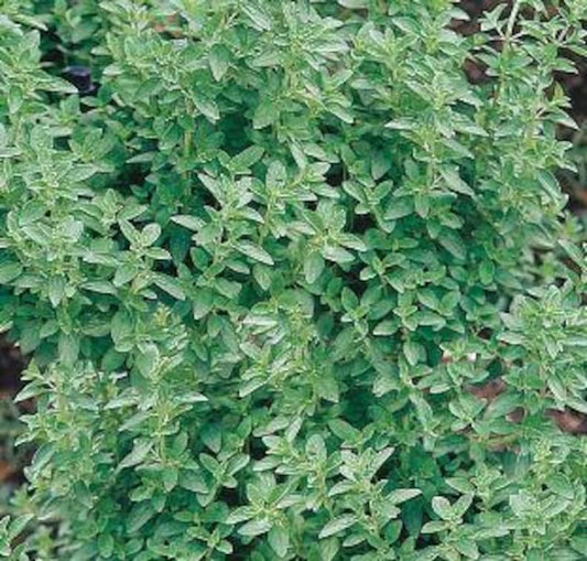 **Live Organic Maruga Sweet Marjoram Plant 4” Pot - Premium Culinary Herb, Origanum majorana**