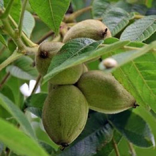 Large Paper Shell Pecan Tree - Carya illinoinensis - Up to 4 ft Tall, Shade Pot Suitable, Easy to Grow, Nut Tree for Garden or Orchard