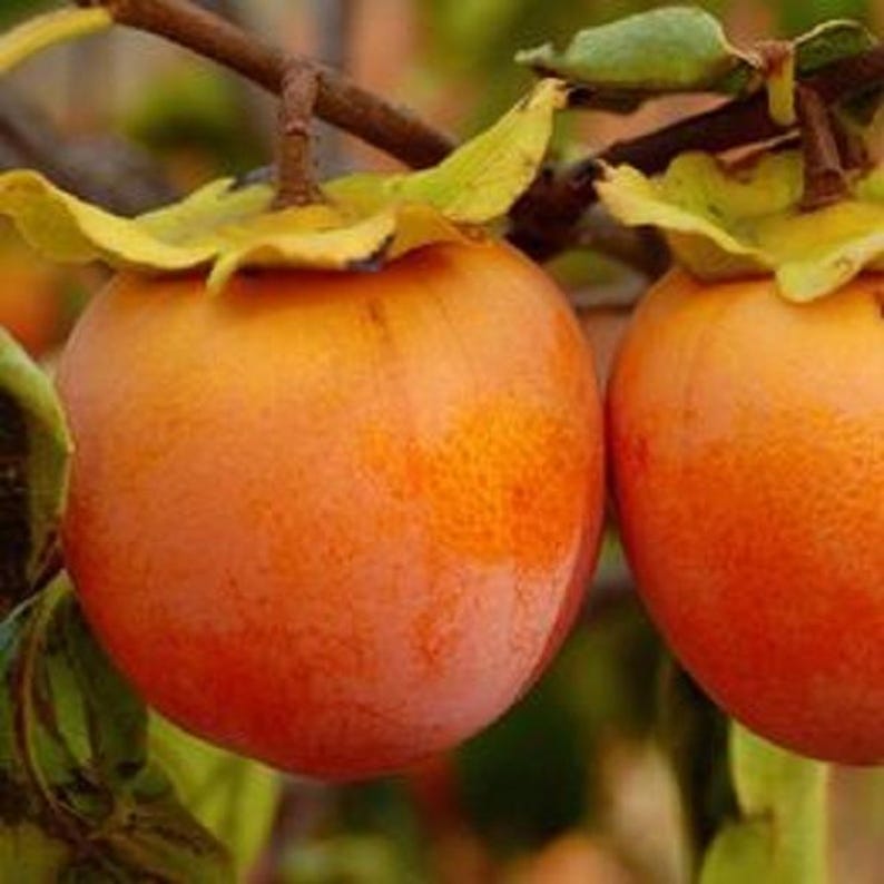 Persimmon Tree Seedling - Young Tree - Prok, American, Fuyu - Diospyros kaki - Delicious Fruit for Home Gardens
