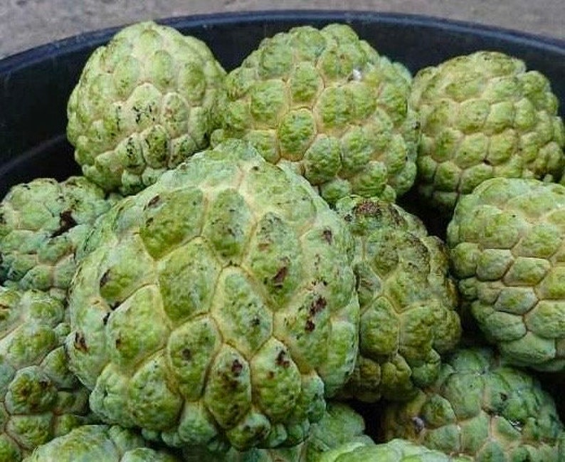 Sugar Apple Plant in 4" Pot, Annona Squamosa, Srikaya, Sweet Custard Fruit Tree for Garden, Easy Care, Fruiting in 1-2 Years