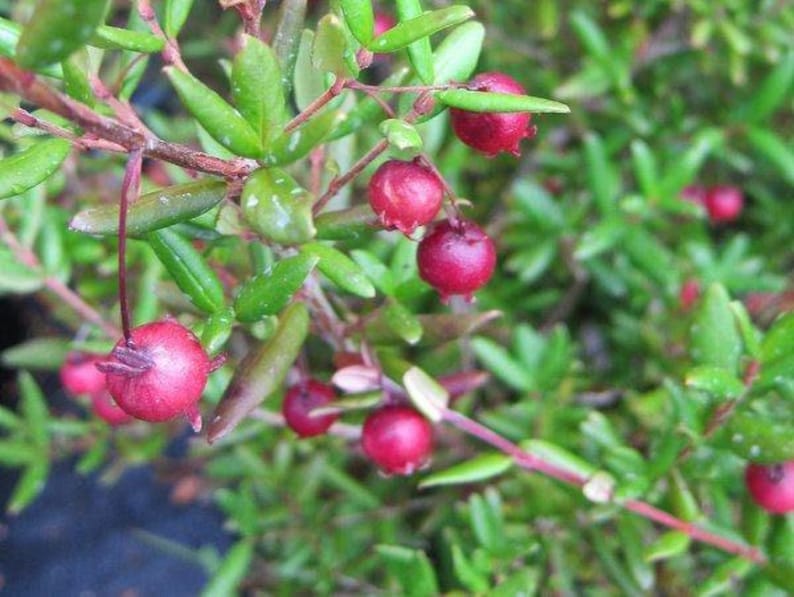 Chilean Guava Live Plant Starter - 4" to 6" - Ugni molinae - Aromatic Evergreen Shrub in 6" Pot for Gardens or Indoors
