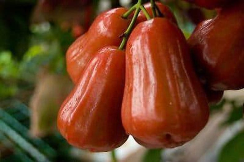 Red Rocket Wax Apple Plant 3 Gal Pot Tropical Syzygium samarangense Garden Accent Plant