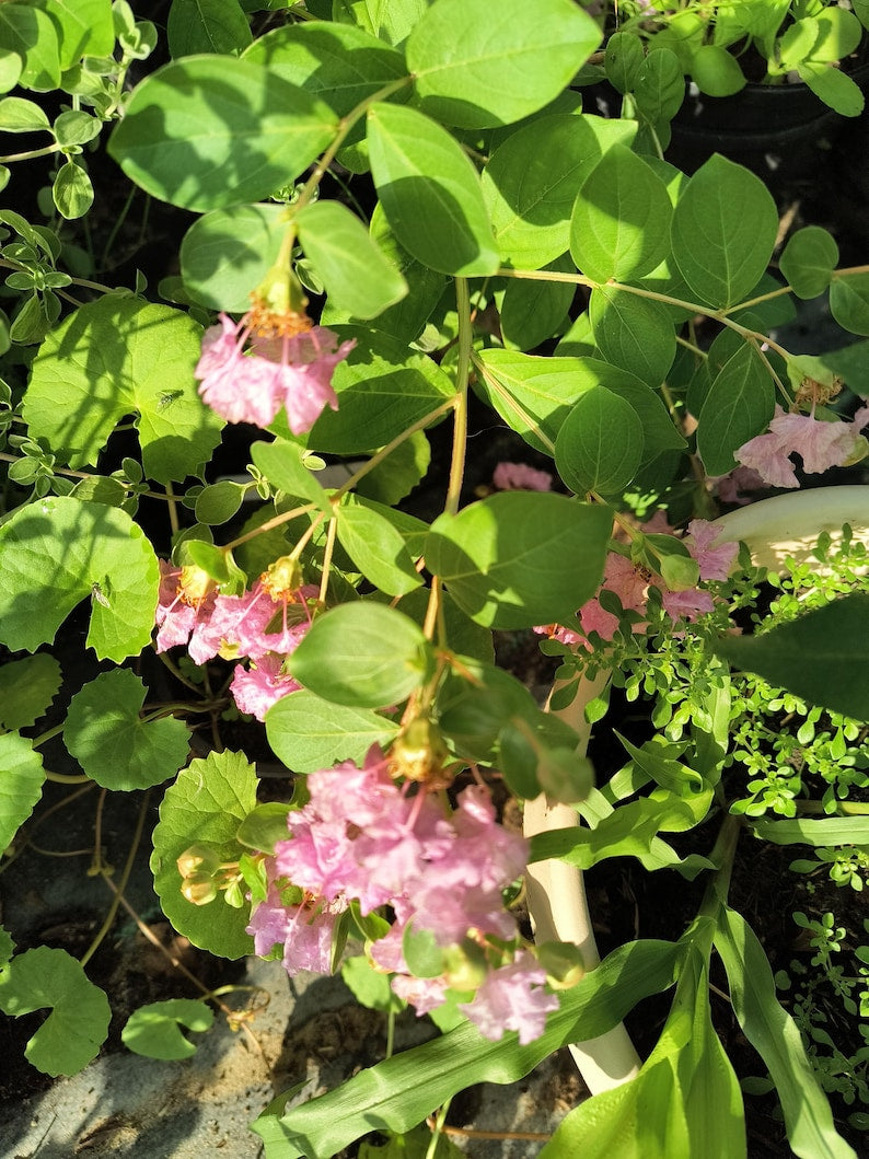 **Pink Crepe Myrtle Tree - 12-14 inch Half Gal Pot - Cold Hardy Lagerstroemia indica - Vibrant Pink Blooms**