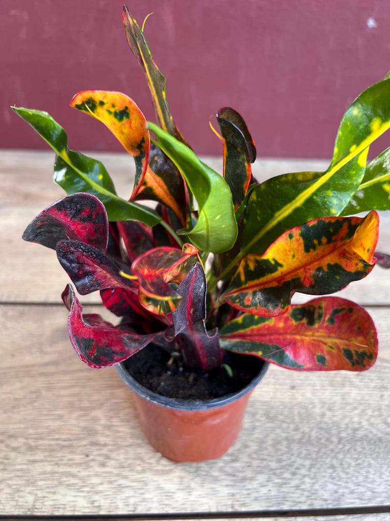 Croton Mamey House Plant in 4" Pot, Colorful Foliage, Indoor Outdoor, Codiaeum variegatum