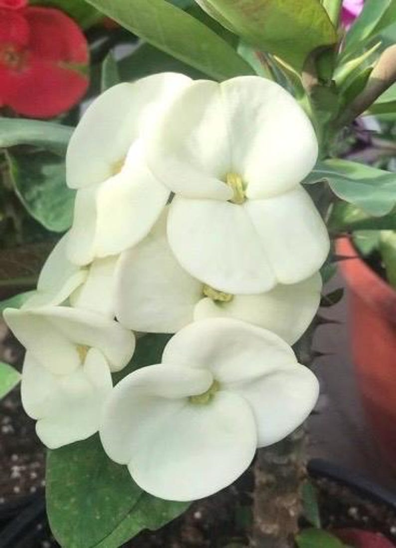 Crown of Thorns Plant 6" Pot White Flowers Euphorbia milii Hardy Indoor/Outdoor Succulent