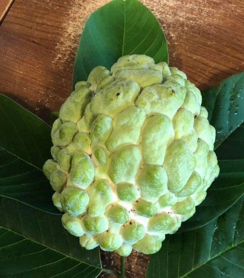 Atemoya Fruit Tree - 3 Gallon Pot - Priestly Variety - Annona atemoya - Live Plant for Home Gardens and Patios
