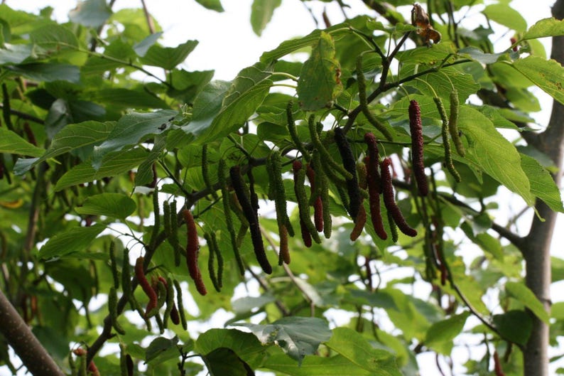 Pakistan Mulberry Tree - 3 Gal Pot - Black Mulberries - Morus nigra - Fruit Plant for Garden - Hardy & Fast-Growing