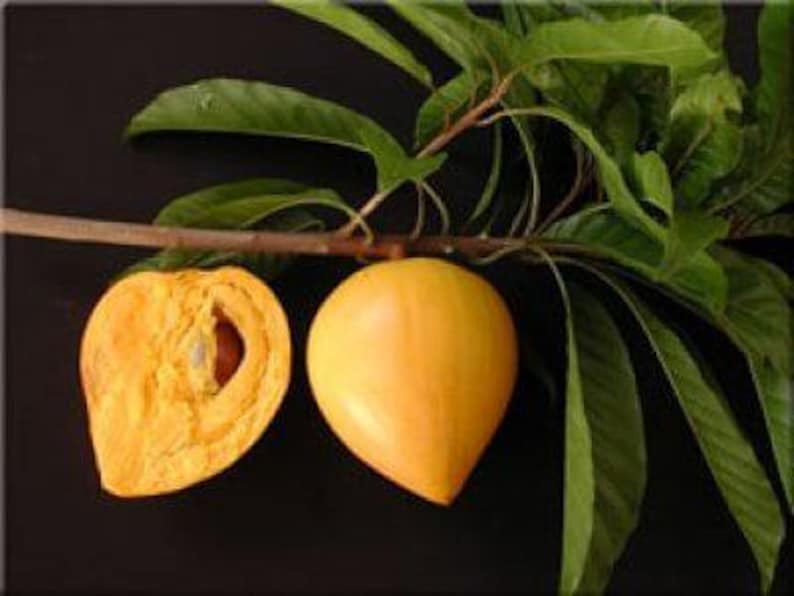 Canistel Tree - 2 Feet Tall Airlayered Fruit Plant in 3-Gallon Pot | Pouteria campechiana Tropical Edible Tree