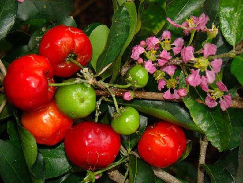 Barbados Cherry Plant 3 Gal Pot Acerola Variety Malpighia emarginata Sweet Fruit Live Plant from Our Garden