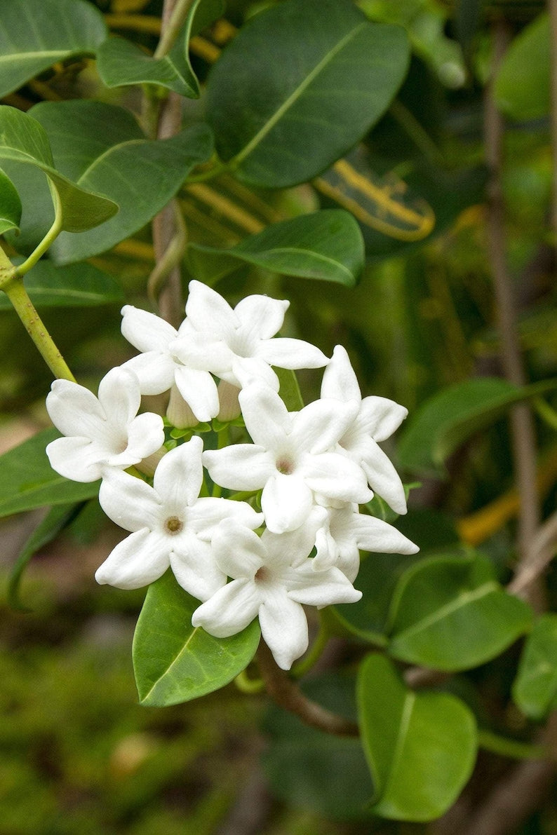 Madagascar Jasmine Plant – 3 Gallon Pot – Fragrant White Flowers – Stephanotis floribunda – Indoor/Outdoor Vine for Garden, Patio, or Trellis