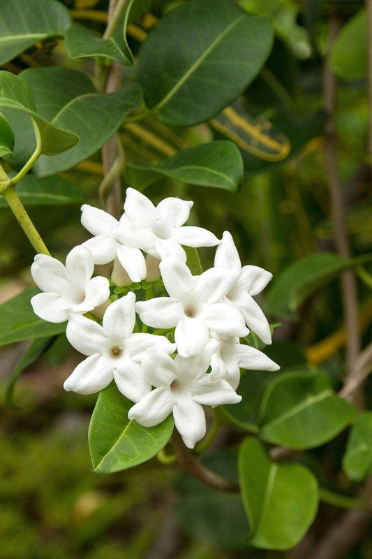 Madagascar Jasmine Plant – 3 Gallon Pot – Fragrant White Flowers – Stephanotis floribunda – Indoor/Outdoor Vine for Garden, Patio, or Trellis