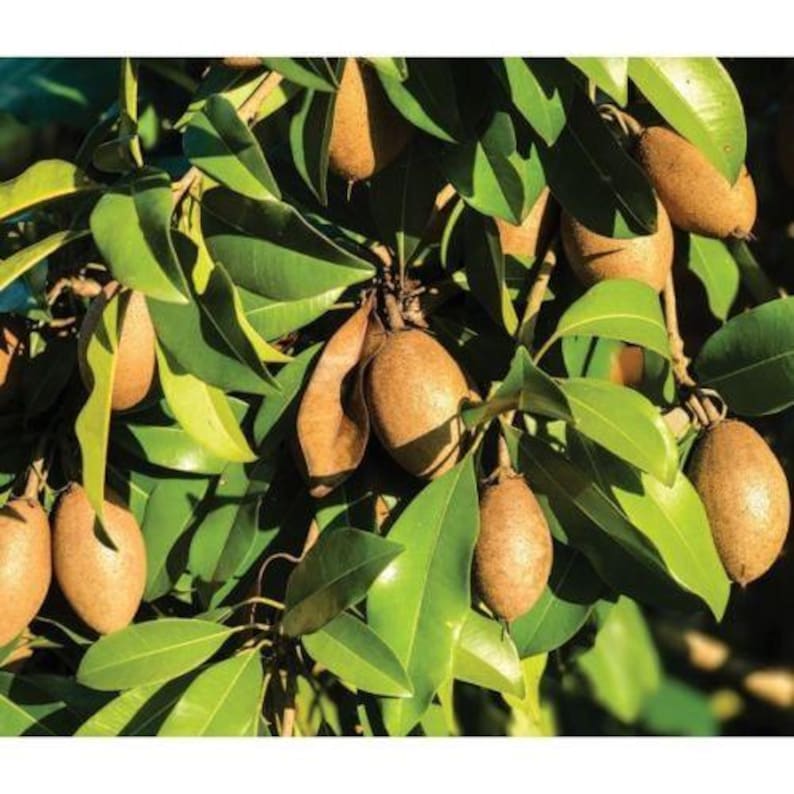 Sapodilla Plant 3 Gal Pot Alano Variety Manilkara zapota Hybrid Sweet Delicious Fruit Tree