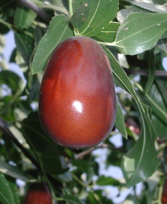 Lang Jujube Grafted Tree – 3-4 Feet, Large Trunk, Ziziphus jujuba, Fruit Tree, Drought Tolerant, Full Sun, 3-Gallon Pot