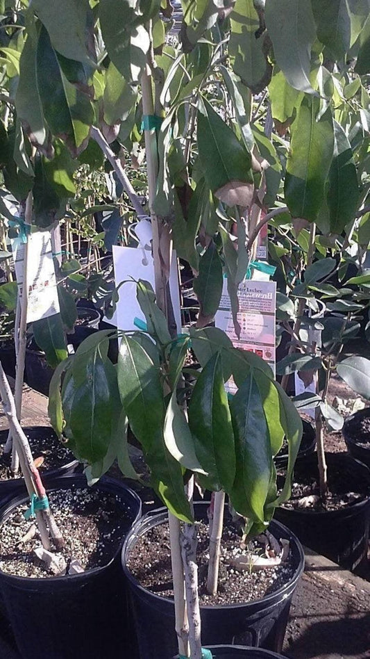 Lychee Tree Live Plant in 3-Gallon Pot – 3 Feet Tall Litchi chinensis, Tropical Fruit Tree, Garden or Patio Plant
