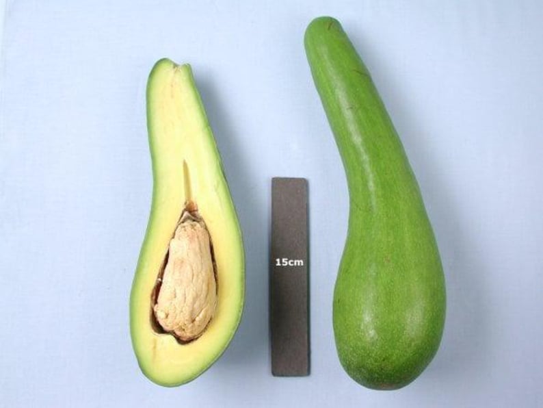 Grafted Avocado Tree 3 Gal Pot Russell Long Neck Variety Persea americana - Unique Gourd-Shaped Fruit for Home Gardens