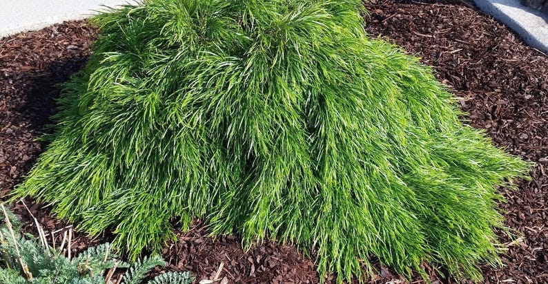 Cousin Itt Little River Wattle Plant - 4-6" Acacia cognata Evergreen Blue-Green Foliage Live Starter Plant