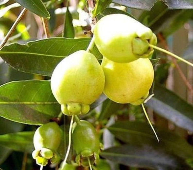 Rose Apple Plant - 1 Foot Tall Live Plant in 1 Gallon Pot - Syzygium jambos - Unique Rose-Scented Fruits - Easy to Grow