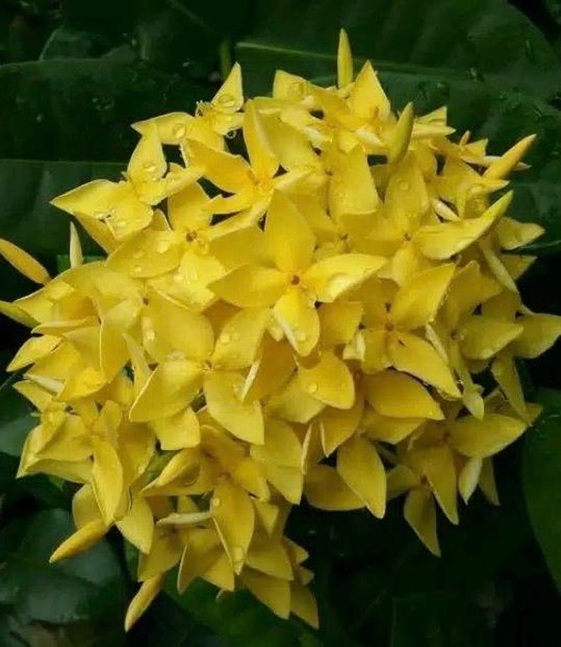 Ixora Plant 6" Pot Taiwanese Yellow Tropical Flowering Shrub Ixora chinensis