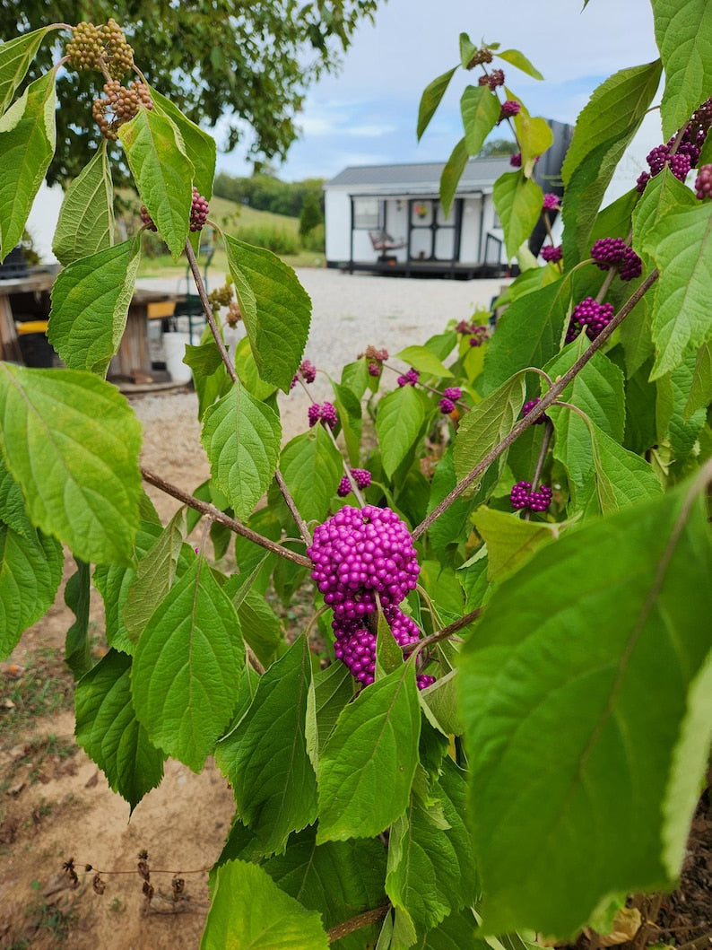 American Beautyberry Plant 4" Container Magenta Berries Callicarpa Americana - Pollinator-Friendly, Attracts Birds