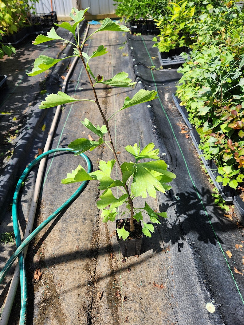 Ginkgo Trees 2 Pack 4" Containers Bright Green Leaves Yellow Fall Foliage Ginkgo Biloba Zones 3-8