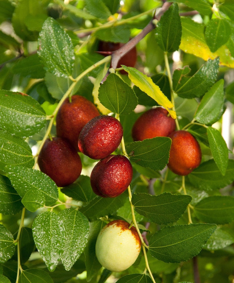 Grafted Shanxi Li Jujube Tree 3 Gal Pot - Sweet Apple Flavor, Self-Fruitful, Ziziphus jujuba 'Shanxi Li', USDA Zones 5-9