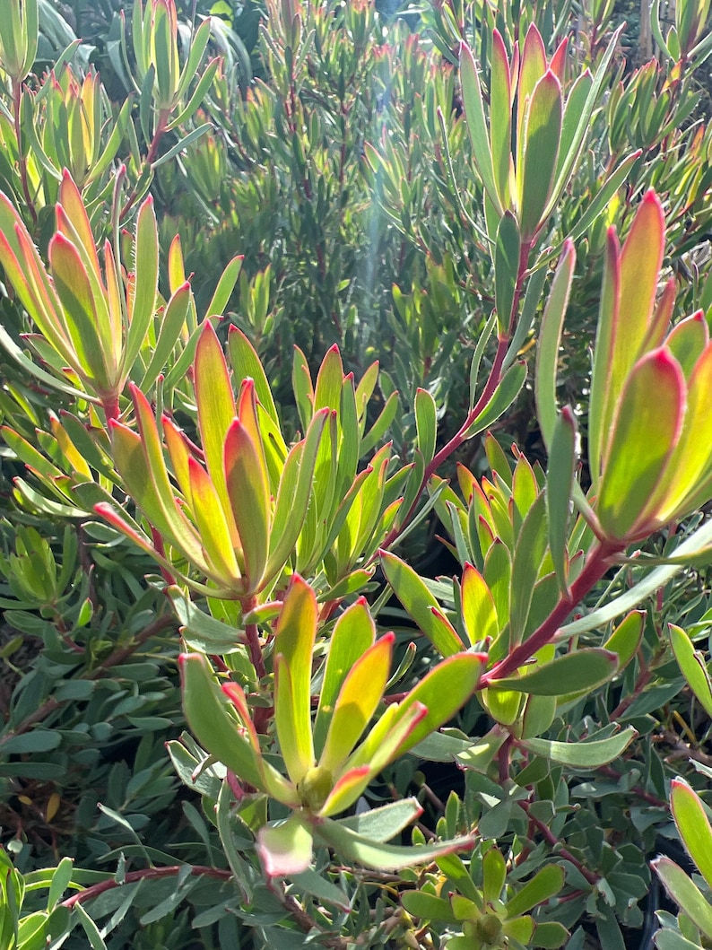 Leucadendron Afterburner Live Plant 6" Pot - Compact, Vibrant Red and Orange Foliage, Low Maintenance, Drought-Tolerant