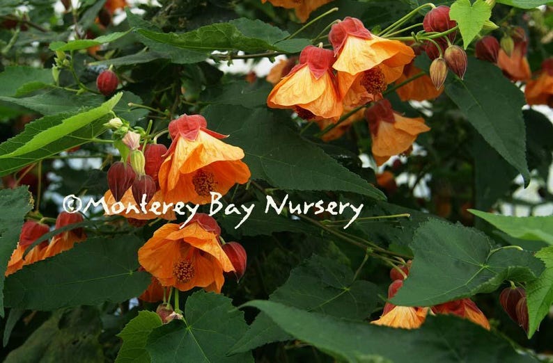 Abutilon 'Apricot' Live Plant 6-Inch Pot - Soft Apricot Flowers, A. megapotamicum Hybrid, Ideal for Gardens and Pollinators